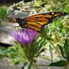 A newly released # Monarch enjoying the nectar of the emerging bl