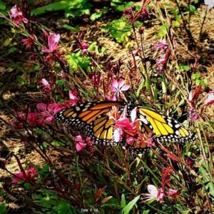 A newly released # Monarch enjoying the nectar of the blppms of t