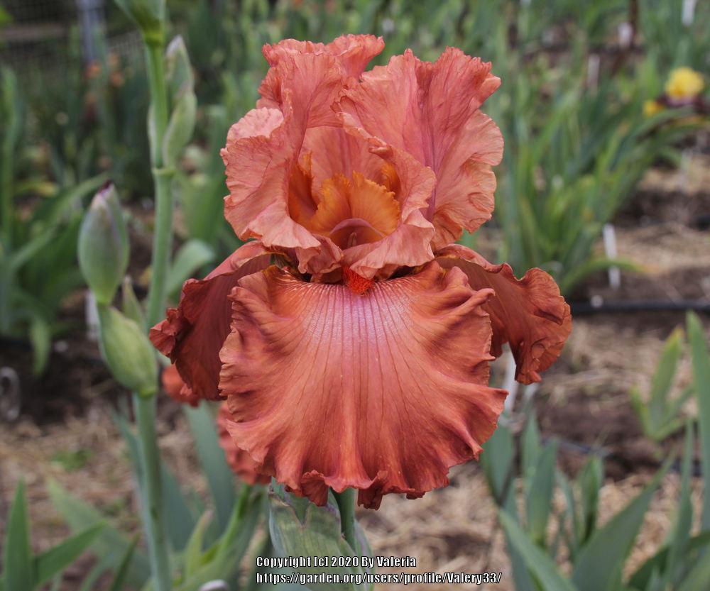 Photo of Tall Bearded Iris (Iris 'Rusty Taylor') uploaded by Valery33