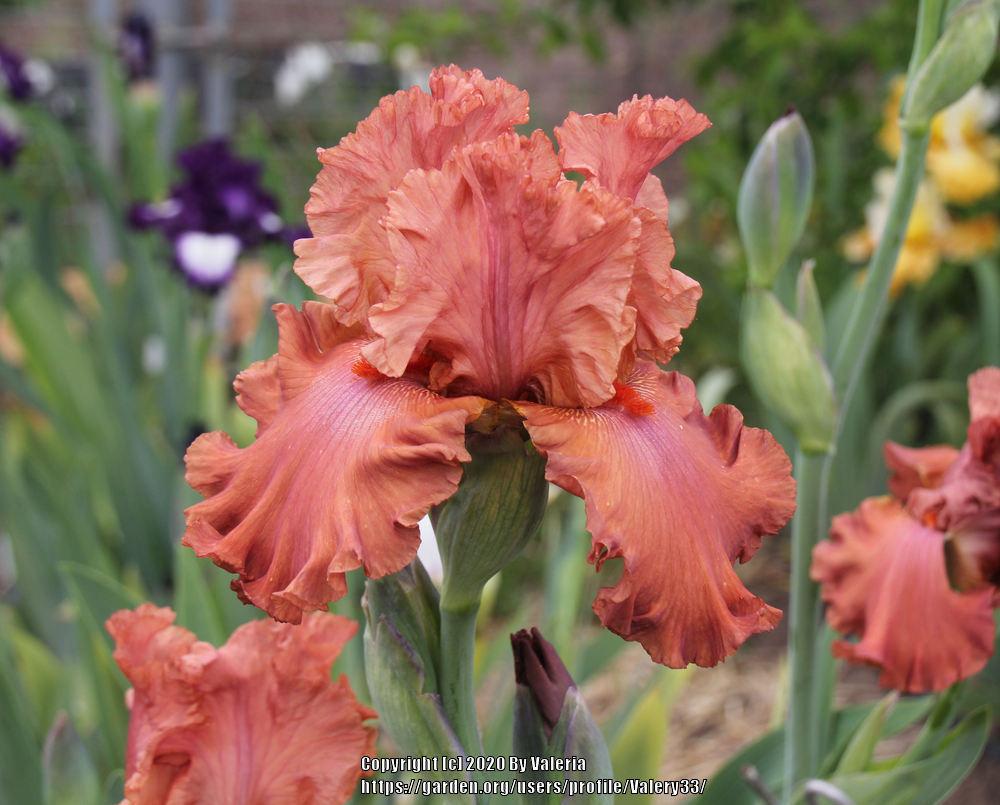Photo of Tall Bearded Iris (Iris 'Rusty Taylor') uploaded by Valery33