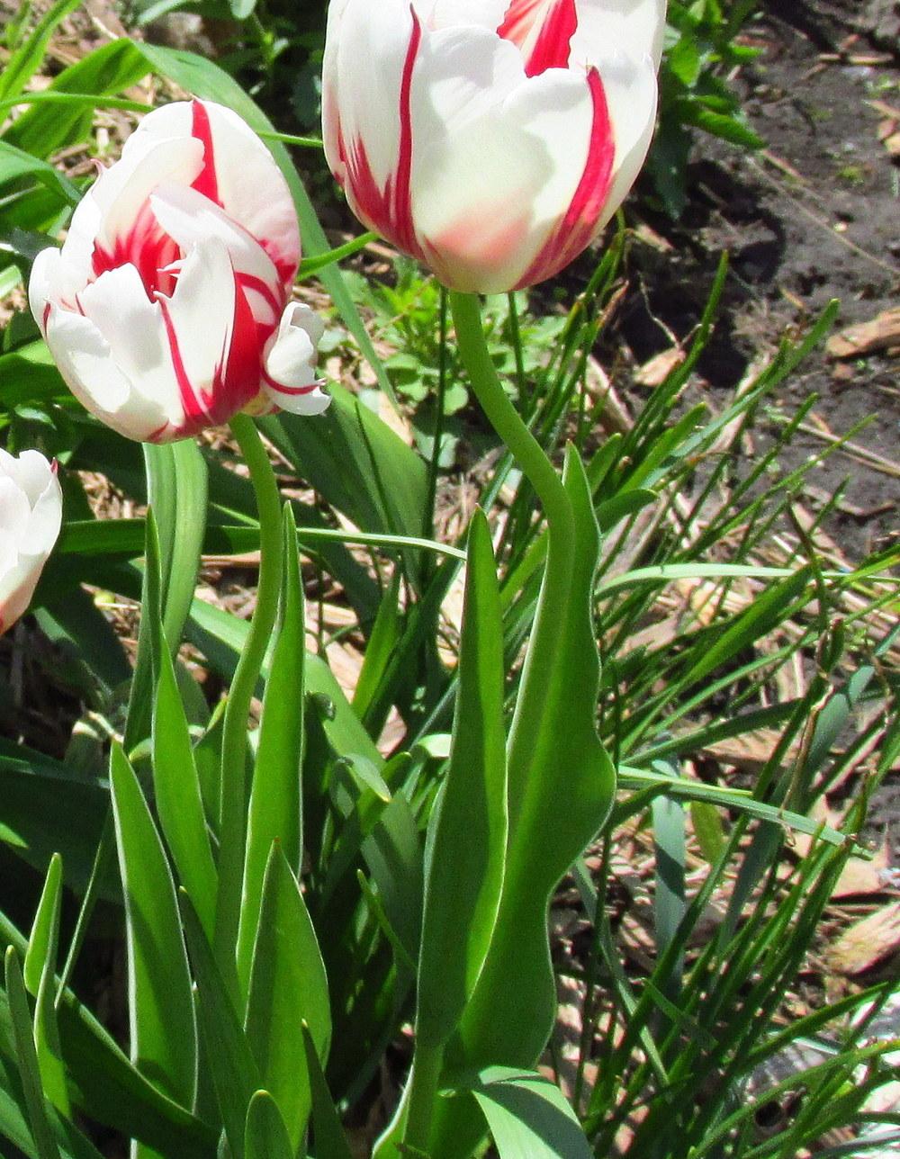 Photo of Triumph Tulip (Tulipa 'Happy Generation') uploaded by jmorth