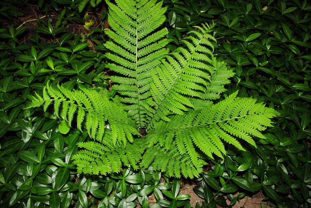 Photo of Ostrich Fern (Matteuccia struthiopteris) uploaded by jmorth