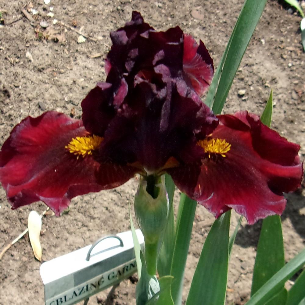 Photo of Standard Dwarf Bearded Iris (Iris 'Blazing Garnet') uploaded by stilldew