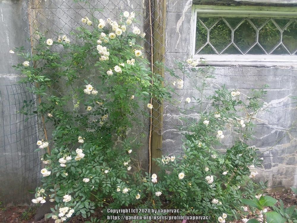 Photo of Rose (Rosa 'Ghislaine de Feligonde') uploaded by vaporvac