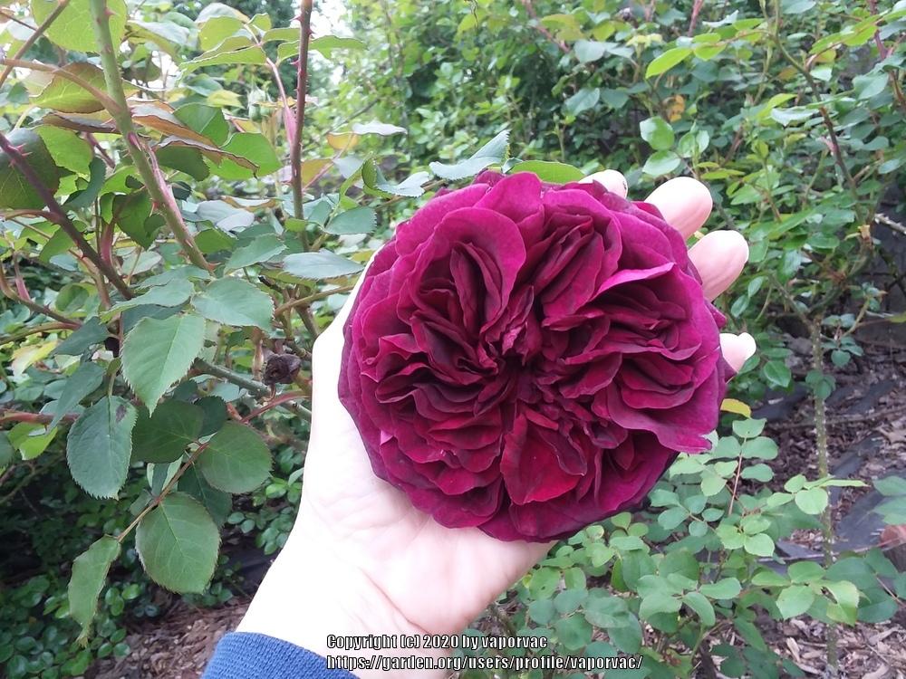 Photo of English Shrub Rose (Rosa 'Munstead Wood') uploaded by vaporvac