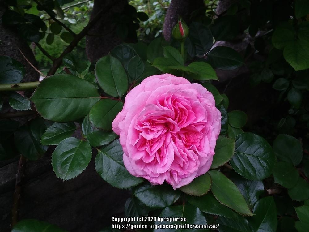 Photo of Rose (Rosa 'Madame de Maintenon') uploaded by vaporvac
