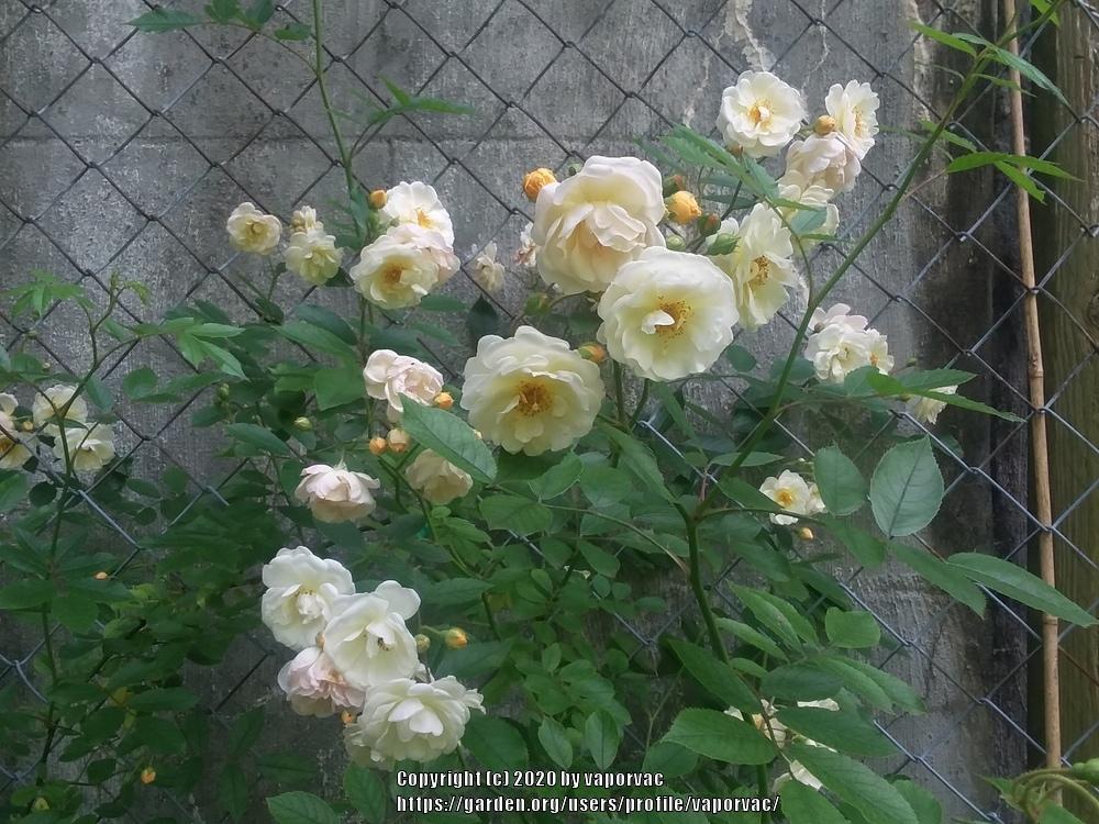 Photo of Rose (Rosa 'Ghislaine de Feligonde') uploaded by vaporvac