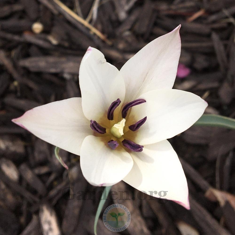 Photo of Lady Tulip (Tulipa clusiana) uploaded by BlueOddish