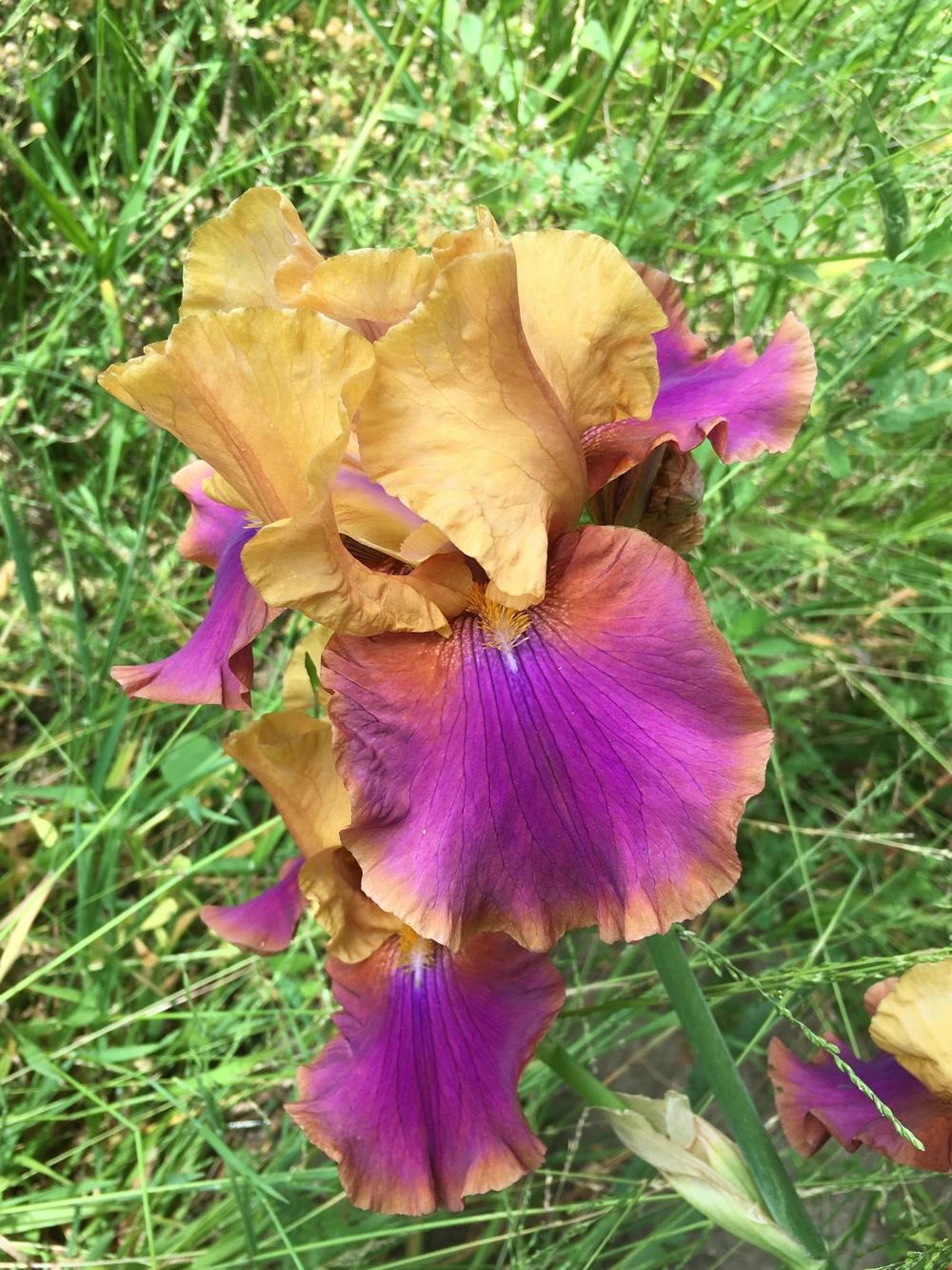 Photo of Tall Bearded Iris (Iris 'Syncopation') uploaded by Calif_Sue