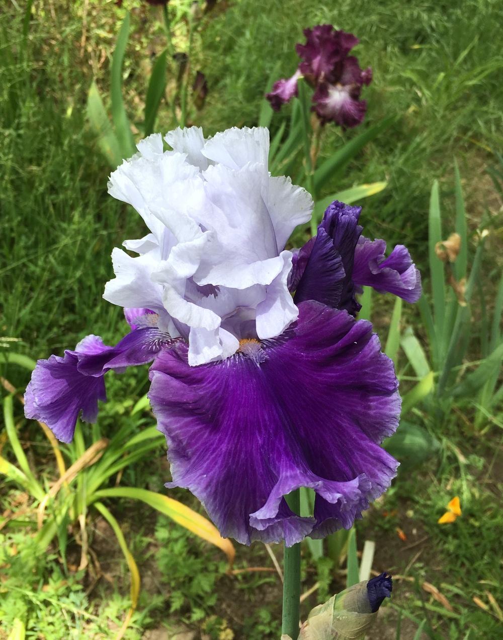 Photo of Tall Bearded Iris (Iris 'Under the Boardwalk') uploaded by Calif_Sue