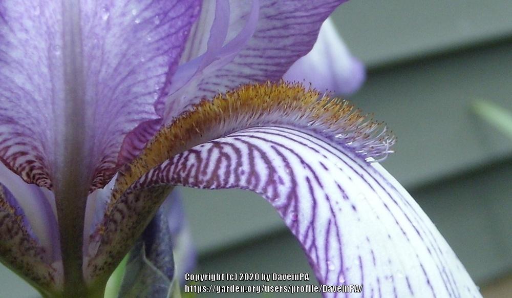 Photo of Tall Bearded Iris (Iris 'Mme. de Sevigne') uploaded by DaveinPA