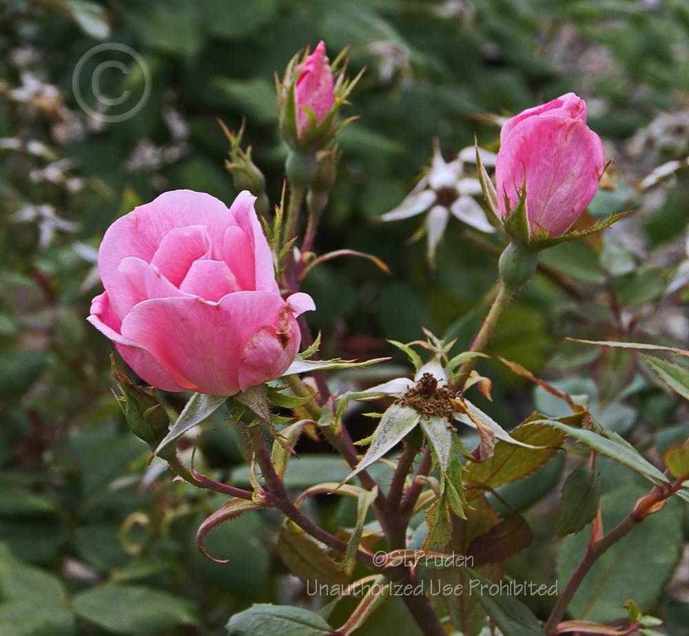Photo of Rose (Rosa 'Blushing Knock Out') uploaded by DaylilySLP