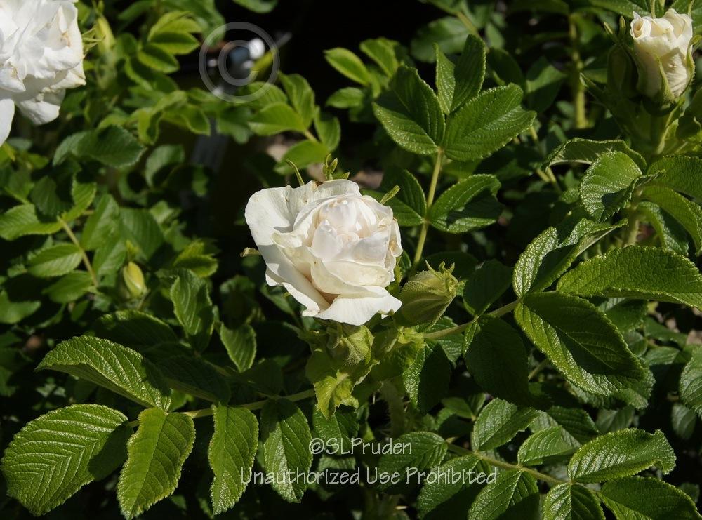 Photo of Hybrid Rugosa Rose (Rosa 'Blanc Double de Coubert') uploaded by DaylilySLP