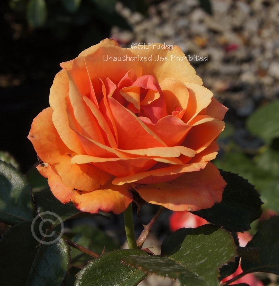 Photo of Rose (Rosa 'Anna's Promise') uploaded by DaylilySLP