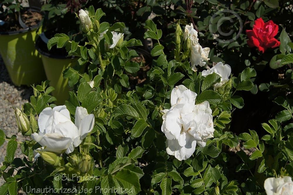 Photo of Hybrid Rugosa Rose (Rosa 'Blanc Double de Coubert') uploaded by DaylilySLP