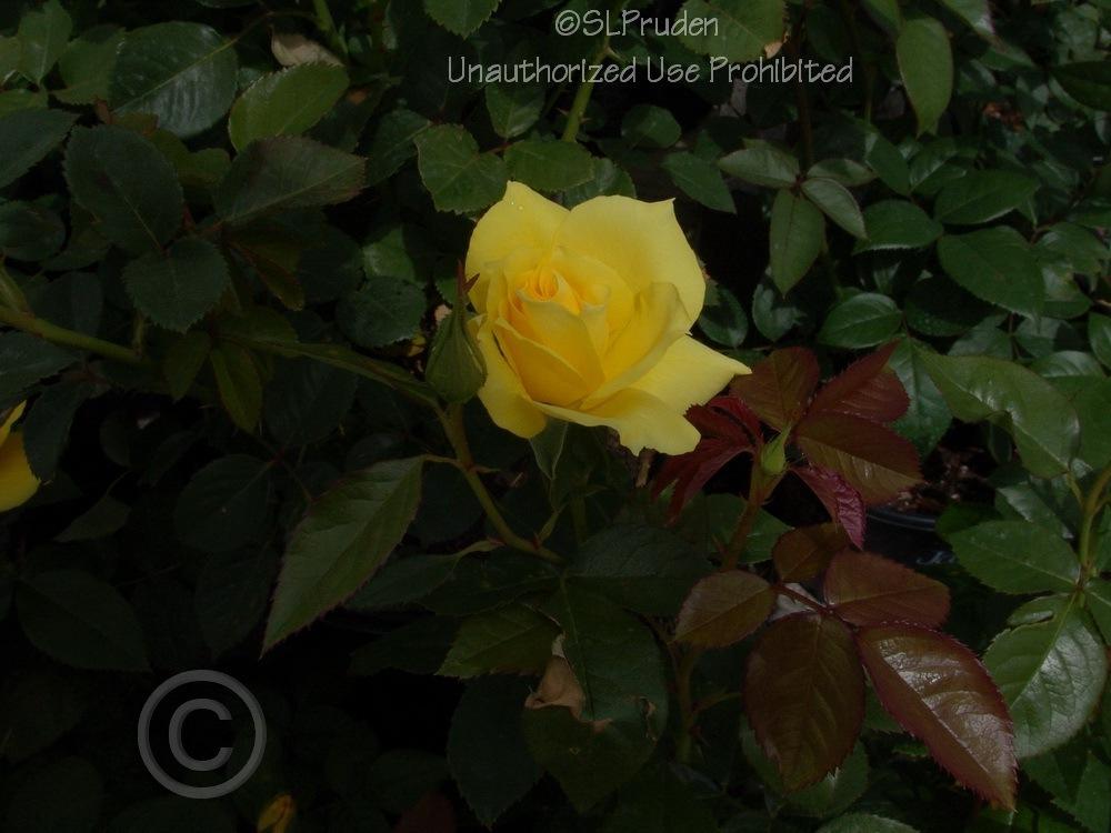 Photo of Rose (Rosa 'Anthony Meilland') uploaded by DaylilySLP