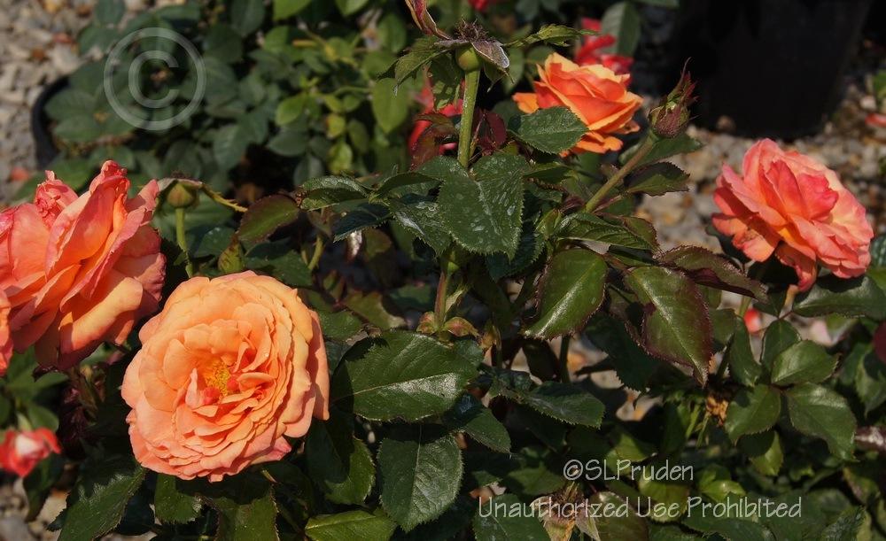 Photo of Rose (Rosa 'Anna's Promise') uploaded by DaylilySLP