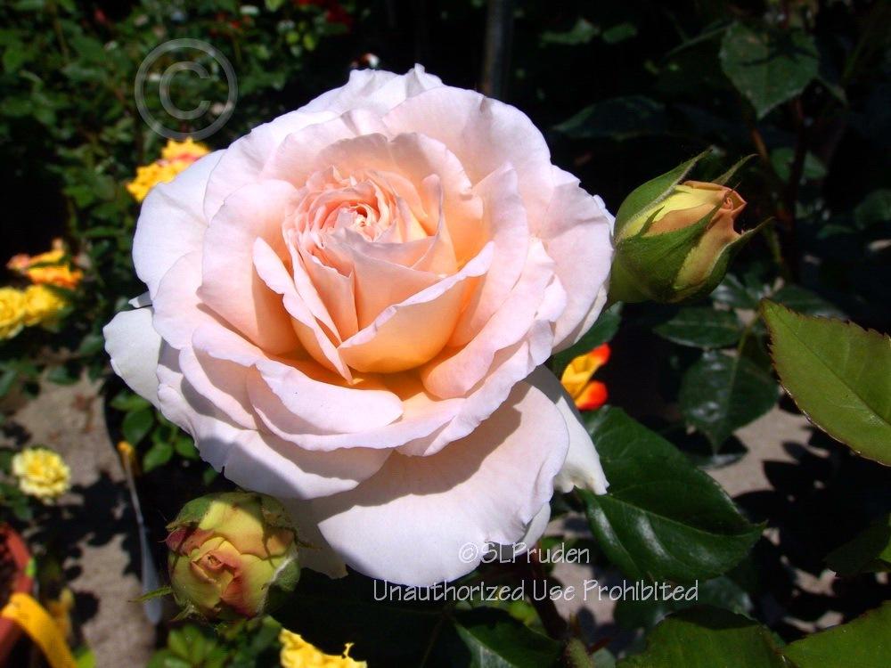 Photo of Rose (Rosa 'Abraham Darby') uploaded by DaylilySLP