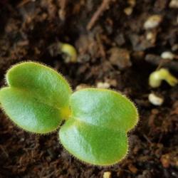 Location: Wilmington, Delaware USA
Date: 2020-05-11
Cotyledons fully opened