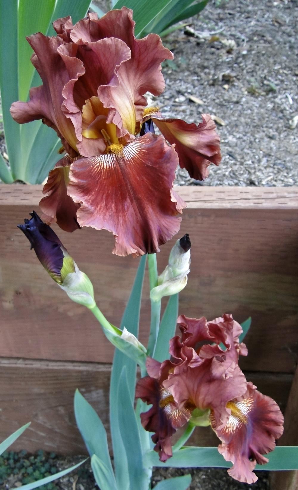 Photo of Tall Bearded Iris (Iris 'Play with Fire') uploaded by golden_goddess