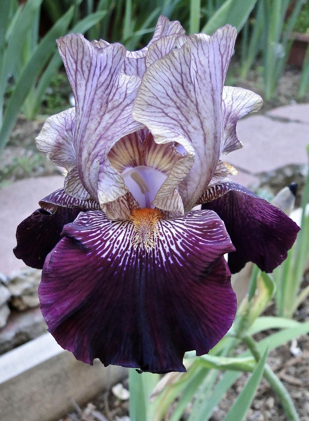 Photo of Tall Bearded Iris (Iris 'Action Packed') uploaded by golden_goddess