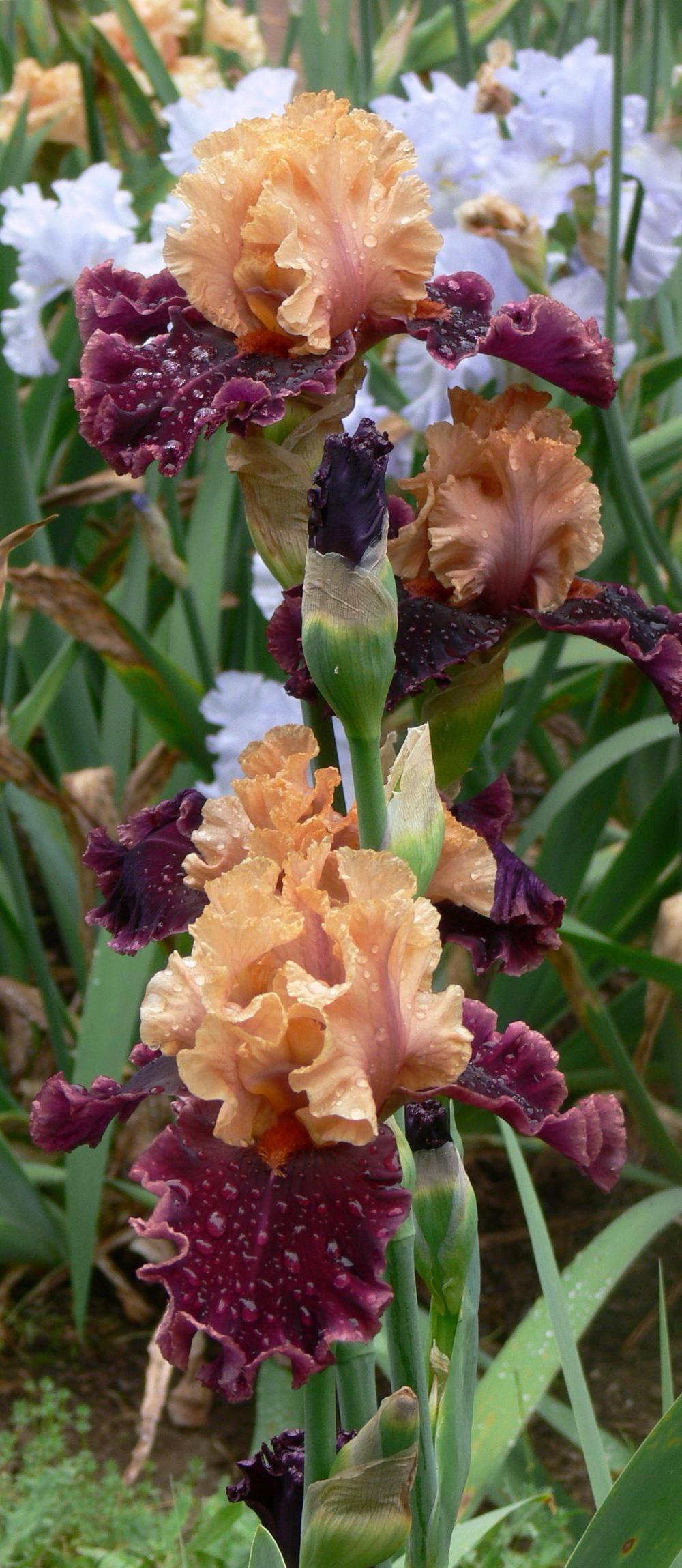 Photo of Tall Bearded Iris (Iris 'Toronto') uploaded by janwax