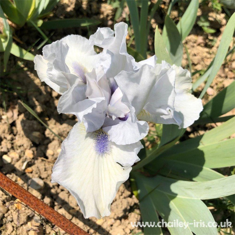 Photo of Intermediate Bearded Iris (Iris 'Love's Tune') uploaded by jeffa