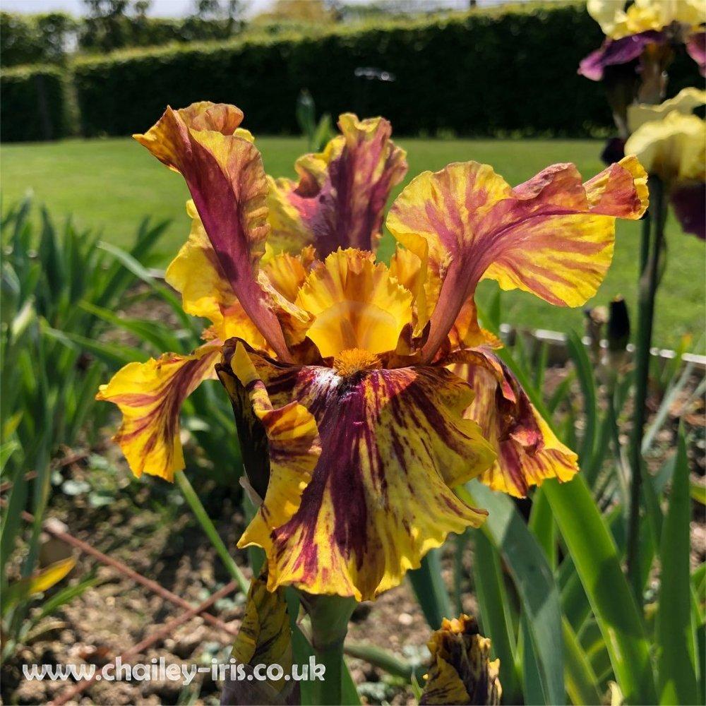 Photo of Tall Bearded Iris (Iris 'Infernal Fire') uploaded by jeffa