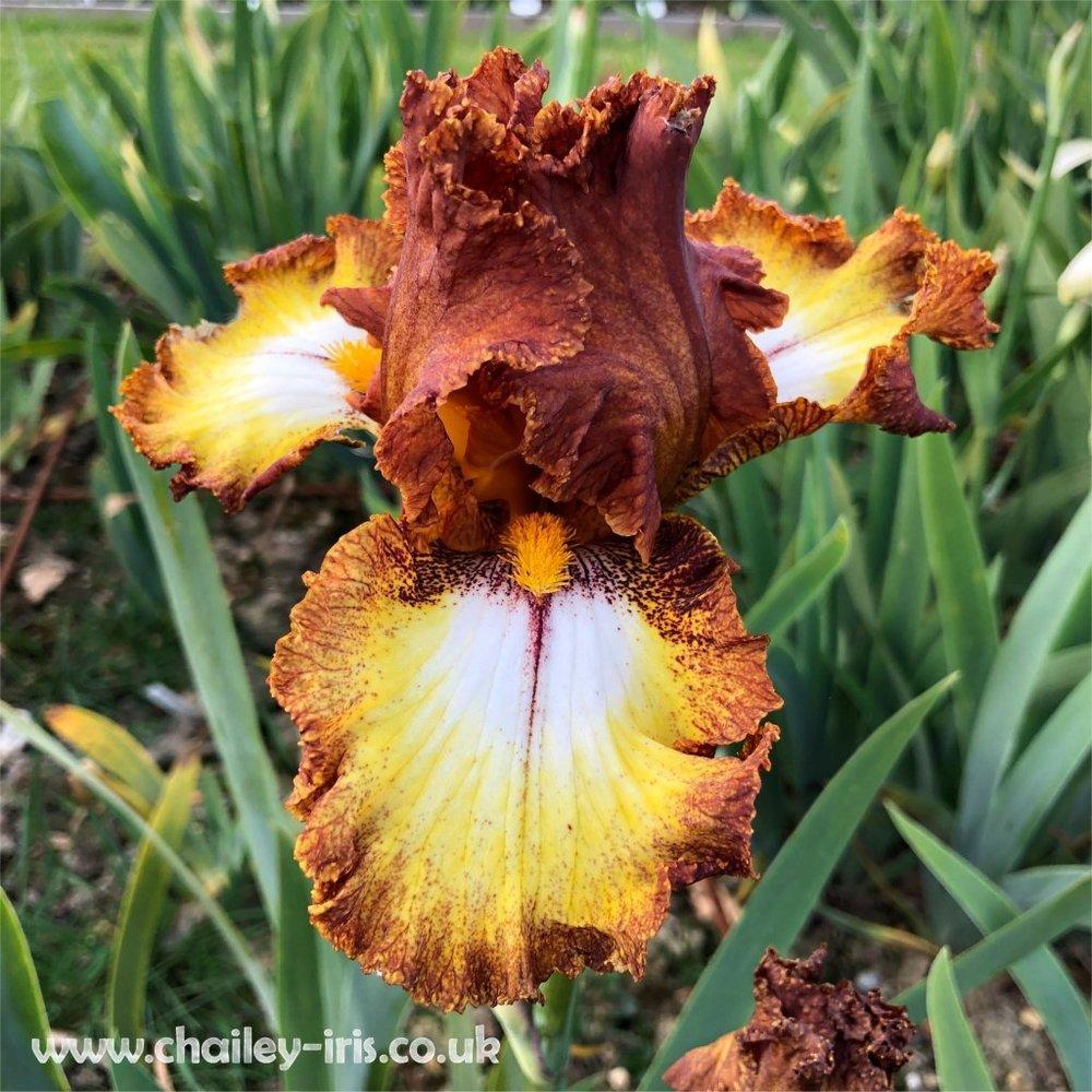 Photo of Border Bearded Iris (Iris 'Parquet Lady') uploaded by jeffa