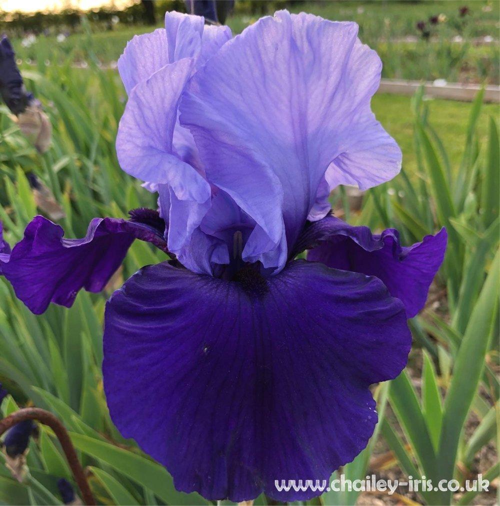 Photo of Tall Bearded Iris (Iris 'Cee Cee') uploaded by jeffa