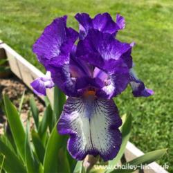 Location: Sussex, UK
Date: early May 2020
A beautiful iris with clean sharp colours.
