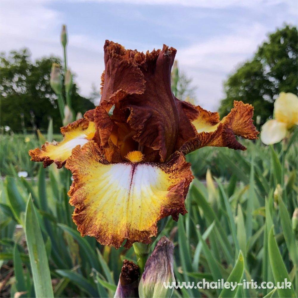 Photo of Border Bearded Iris (Iris 'Parquet Lady') uploaded by jeffa