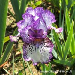 Location: Sussex, UK
Date: early May 2020
A beautiful striking veined iris.