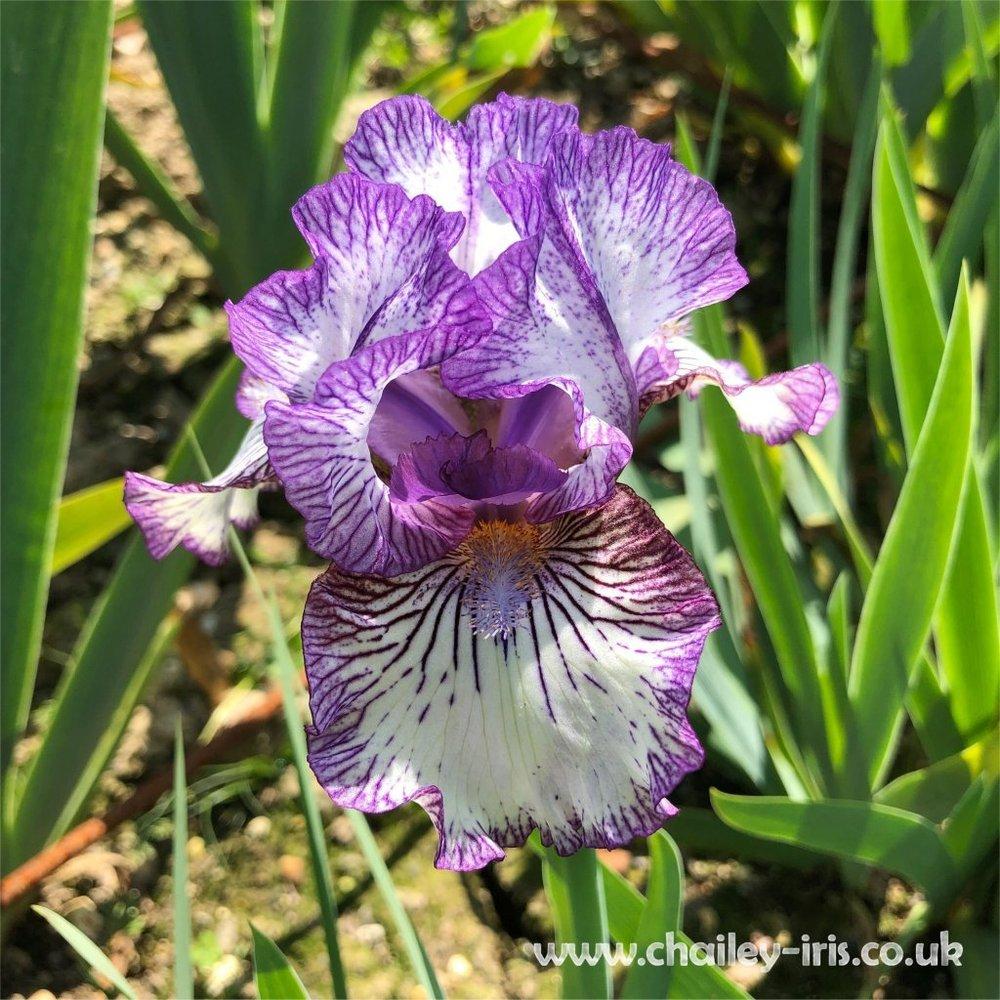 Photo of Intermediate Bearded Iris (Iris 'Sangone') uploaded by jeffa