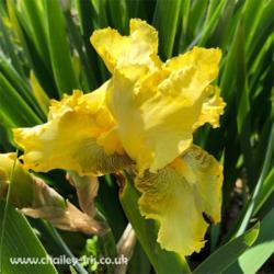 Location: Sussex, UK
Date: early May 2020
Cheerful yellow iris with a ruffled edge and veined hafts.