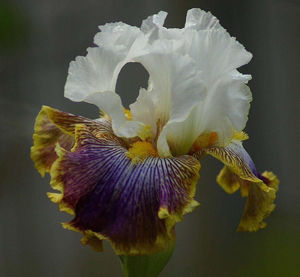 Photo of Tall Bearded Iris (Iris 'Patchwork Puzzle') uploaded by loosertora