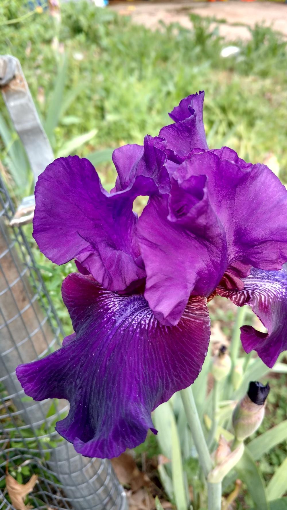 Photo of Tall Bearded Iris (Iris 'Rosalie Figge') uploaded by lvitanova