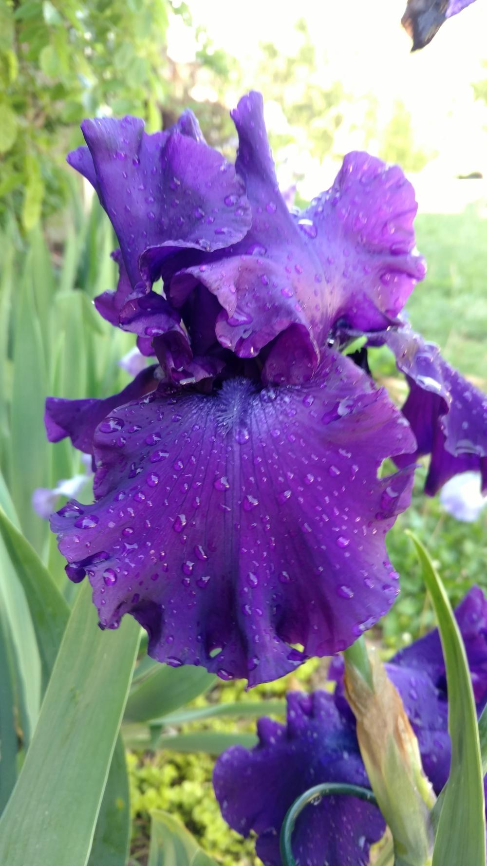 Photo of Tall Bearded Iris (Iris 'Titan's Glory') uploaded by lvitanova