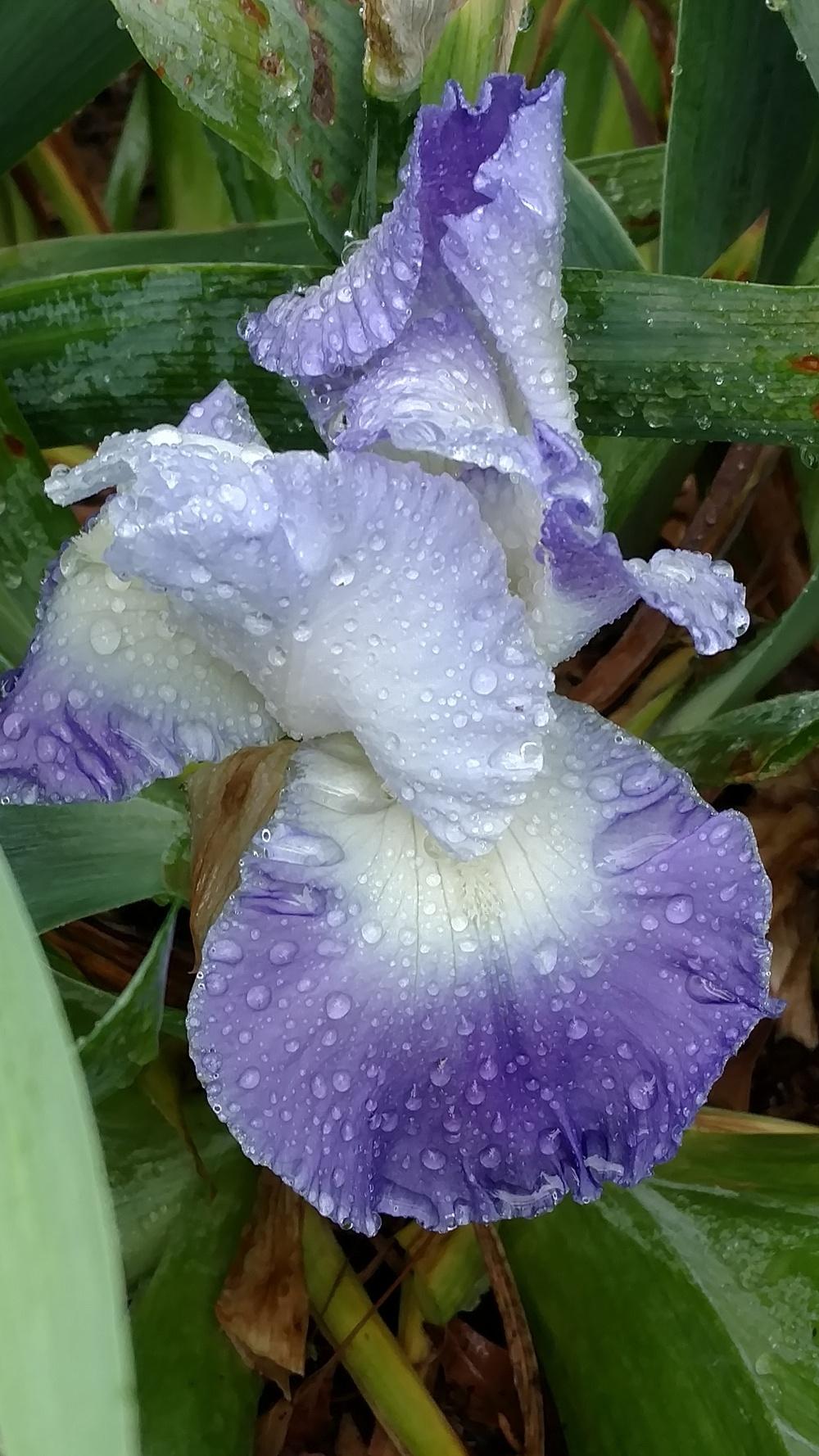 Photo of Tall Bearded Iris (Iris 'Clarence') uploaded by lvitanova