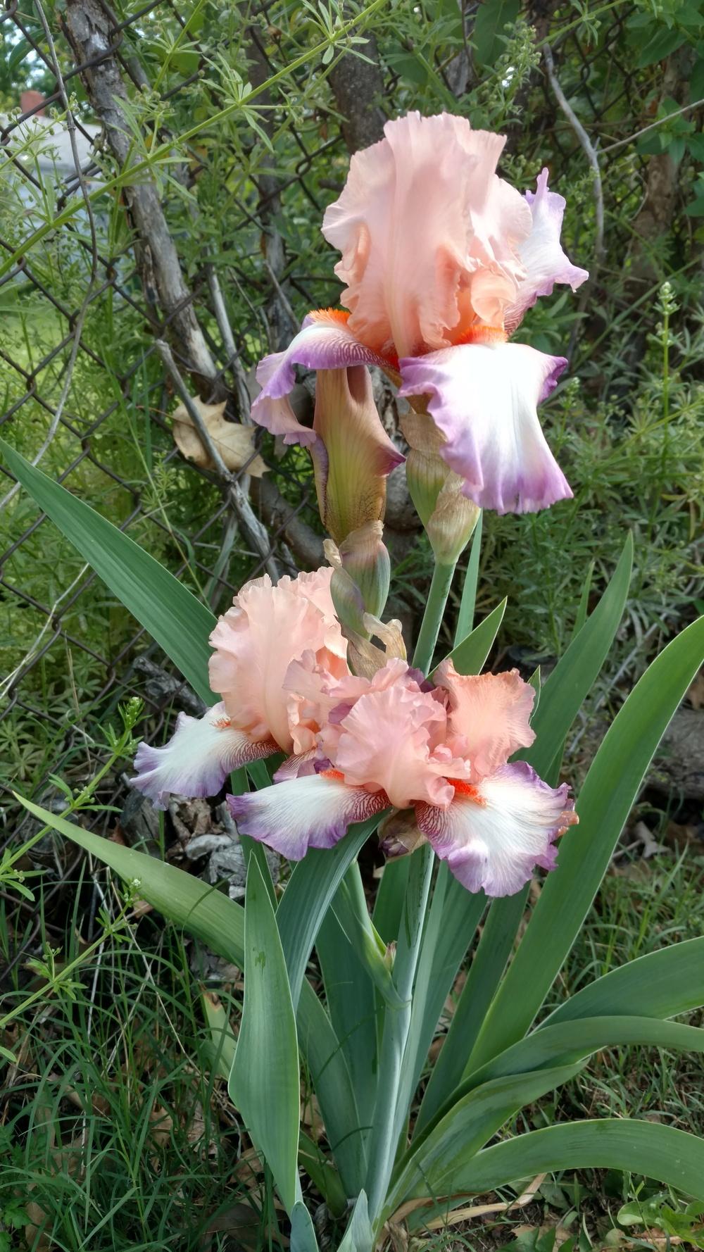 Photo of Tall Bearded Iris (Iris 'Poesie') uploaded by lvitanova
