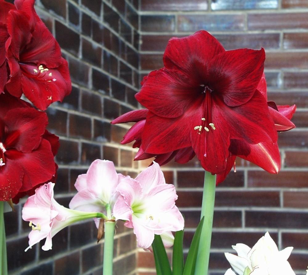 Photo of Amaryllis (Hippeastrum 'Red Pearl') uploaded by zofi