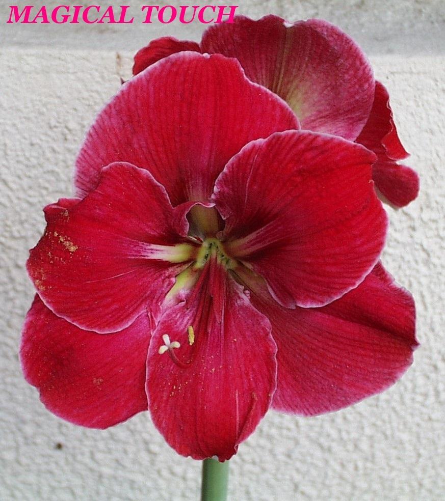 Photo of Amaryllis (Hippeastrum 'Magical Touch') uploaded by zofi