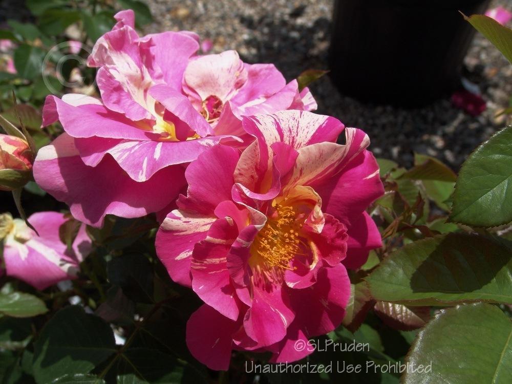 Photo of Rose (Rosa 'Candy Land') uploaded by DaylilySLP