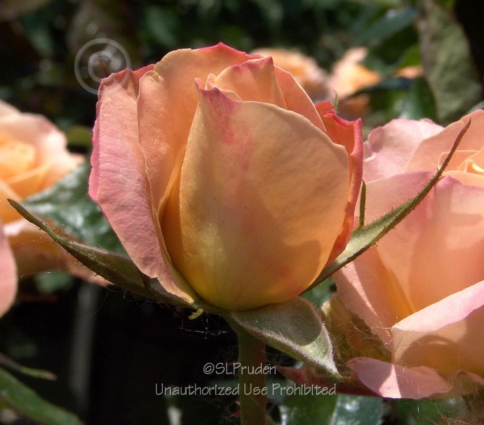 Photo of Rose (Rosa 'Day Breaker') uploaded by DaylilySLP