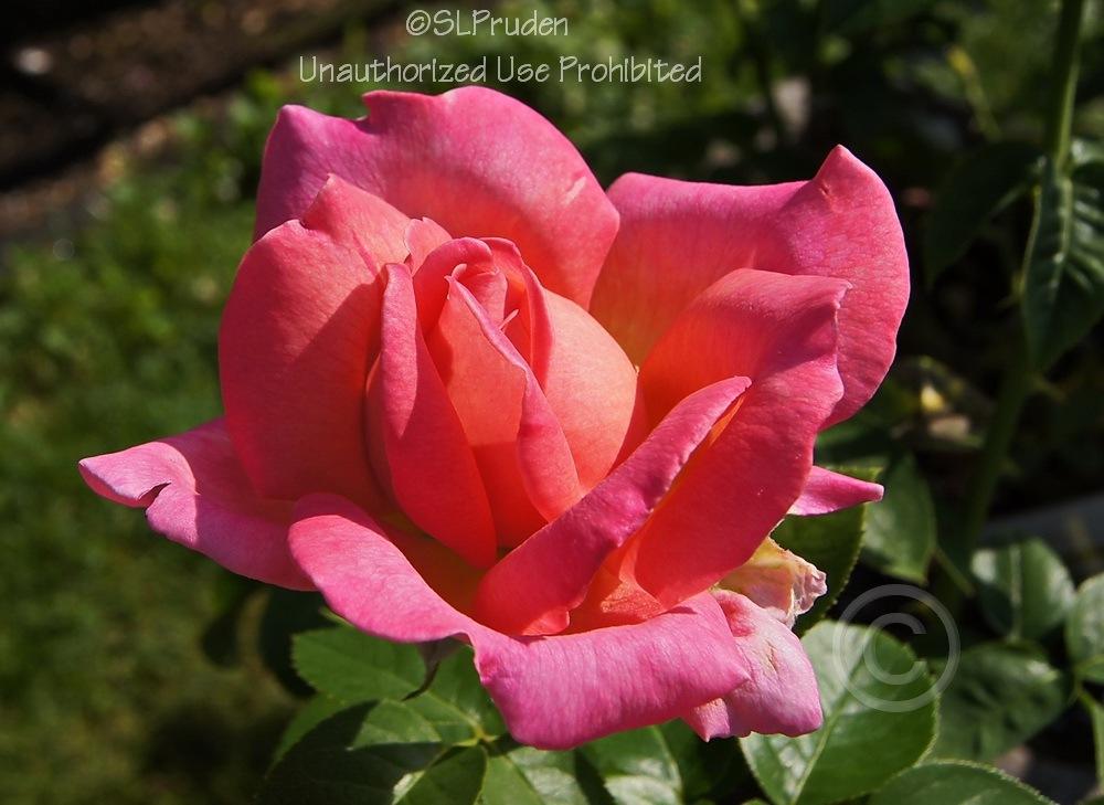 Photo of Rose (Rosa 'Chicago Peace') uploaded by DaylilySLP