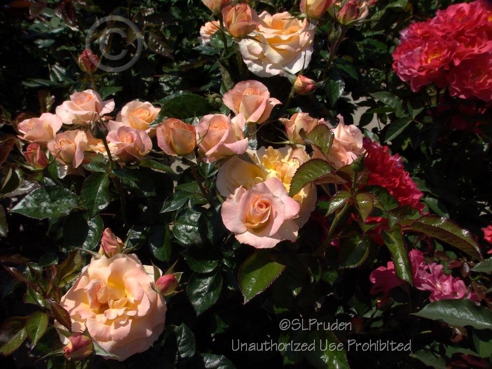 Photo of Rose (Rosa 'Day Breaker') uploaded by DaylilySLP