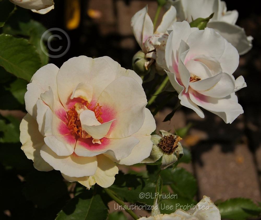 Photo of Rose (Rosa 'Bull's Eye') uploaded by DaylilySLP