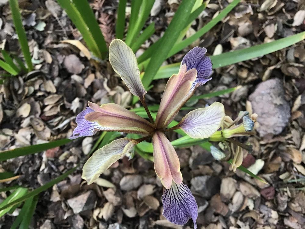 Photo of Irises (Iris) uploaded by KFredenburg