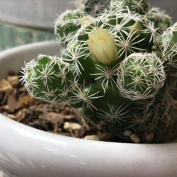 Location: CA
Date: 5/12/2020
The first bloom my little thimble cactus has ever gotten. #succul
