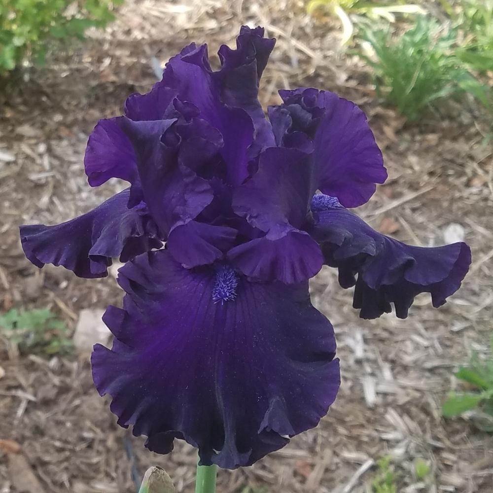Photo of Tall Bearded Iris (Iris 'Shadows of Night') uploaded by OrganicJen